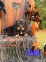 Cash, a male Miniature Dachshund for sale in Jemison, AL – 1 of 3