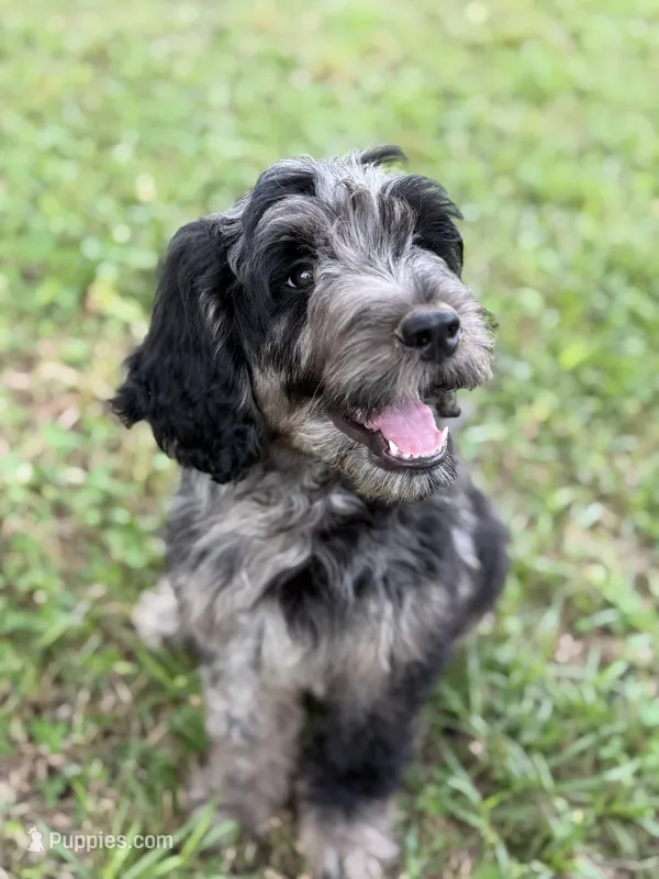 Apollo  – Labradoodle puppy for sale in Jemison, AL