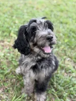 Apollo , a male Labradoodle for sale in Jemison, AL – 1 of 6