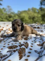 Winifred, a female Miniature Dachshund for sale in Jemison, AL – 2 of 4