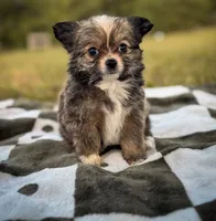 Gizmo , a male Chihuahua for sale in Jemison, AL – 5 of 5