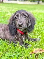 Oakley, a male Miniature Dachshund for sale in Jemison, AL – 3 of 4