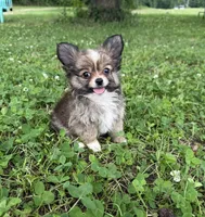 Gizmo , a male Chihuahua for sale in Jemison, AL – 3 of 9