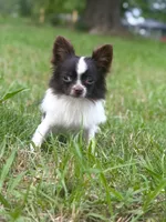 Mickey , a male Chihuahua for sale in Jemison, AL – 2 of 6