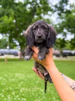 Oakley, a male Miniature Dachshund for sale in Jemison, AL – 2 of 4