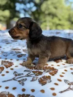 Sally, a female Miniature Dachshund for sale in Jemison, AL – 3 of 4