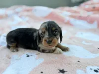 Patsy, a female Miniature Dachshund for sale in Jemison, AL – 4 of 5