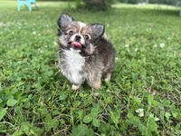 Gizmo , a male Chihuahua for sale in Jemison, AL – 5 of 9