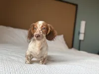 Moss, a male Miniature Dachshund for sale in Jemison, AL – 3 of 6