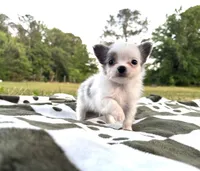 Bruno, a male Chihuahua for sale in Jemison, AL – 4 of 7