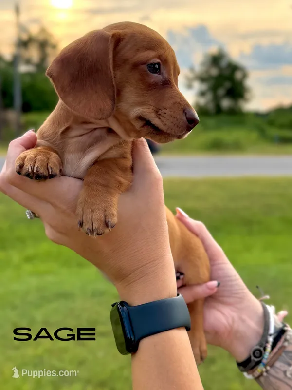 Sage – Miniature Dachshund puppy for sale in Jemison, AL