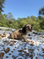 Winifred, a female Miniature Dachshund for sale in Jemison, AL – 4 of 4