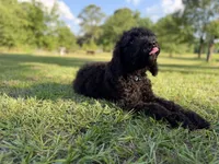 Archie , a male Labradoodle for sale in Jemison, AL – 2 of 6