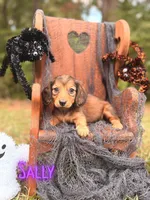 Sally, a female Miniature Dachshund for sale in Jemison, AL – 2 of 4