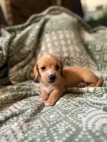 Margaret, a female Miniature Dachshund for sale in Jemison, AL – 2 of 6