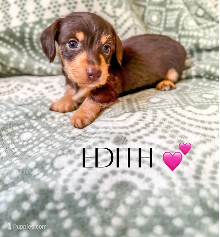 Edith – Miniature Dachshund puppy for sale in Jemison, AL