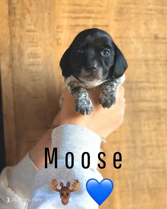 Moose