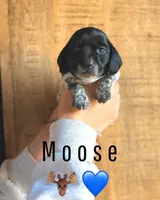 Moose, a male Miniature Dachshund for sale in Jemison, AL – Photo 1 of 4