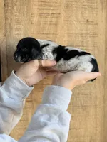 Moose, a male Miniature Dachshund for sale in Jemison, AL – Photo 4 of 4