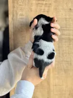 Moose, a male Miniature Dachshund for sale in Jemison, AL – Photo 2 of 4