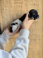 Moose, a male Miniature Dachshund for sale in Jemison, AL – Photo 3 of 4