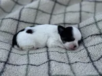 Panda, a female Chihuahua for sale in Jemison, AL – Photo 8 of 8