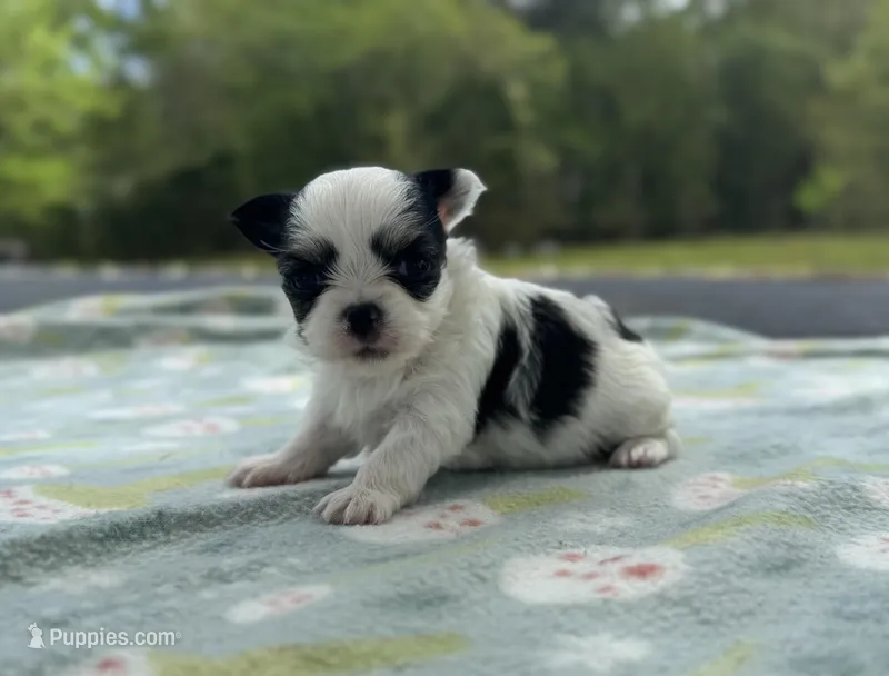 Panda – Chihuahua puppy for sale in Jemison, AL