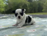Panda, a female Chihuahua for sale in Jemison, AL – Photo 1 of 2