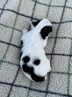 Panda, a female Chihuahua for sale in Jemison, AL – Photo 6 of 8