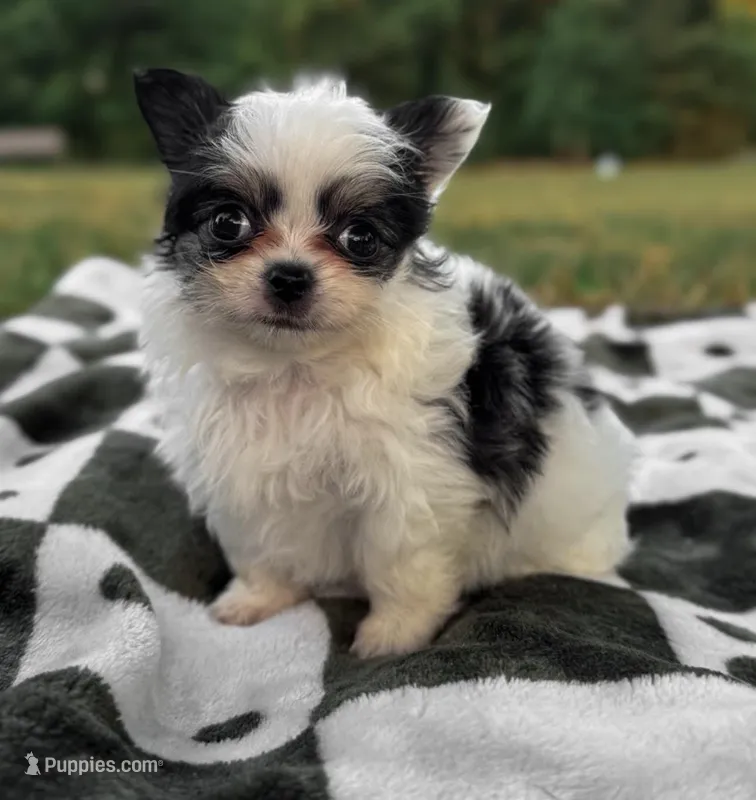 Panda – Chihuahua puppy on hold in Jemison, AL