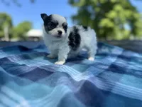 Panda, a female Chihuahua for sale in Jemison, AL – Photo 2 of 8