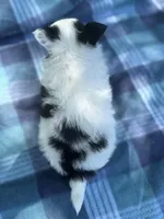 Panda, a female Chihuahua for sale in Jemison, AL – Photo 3 of 8