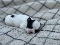 Panda, a female Chihuahua for sale in Jemison, AL – Photo 7 of 8