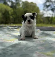 Panda, a female Chihuahua for sale in Jemison, AL – Photo 4 of 8