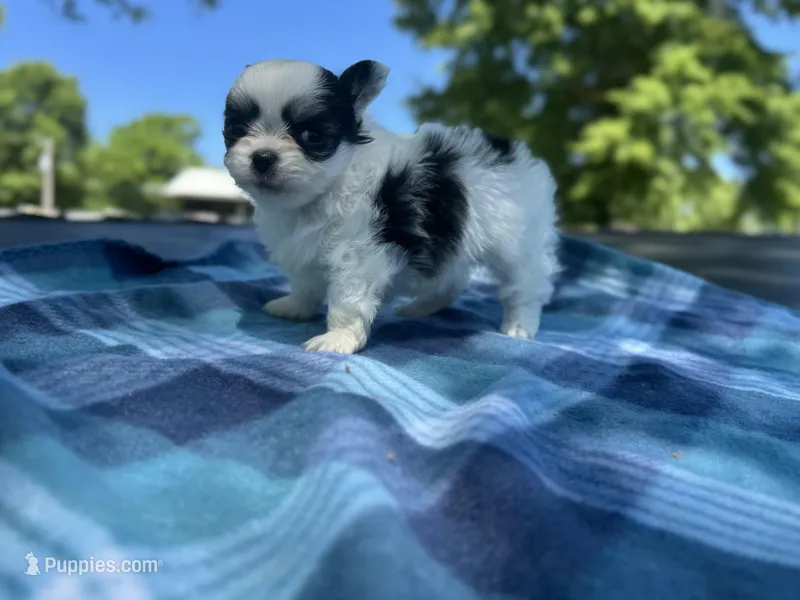 Panda – Chihuahua puppy for sale in Jemison, AL