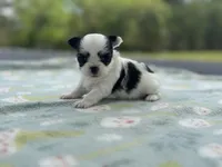 Panda, a female Chihuahua for sale in Jemison, AL – Photo 5 of 8