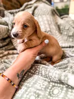 Margaret, a female Miniature Dachshund for sale in Jemison, AL – 5 of 6