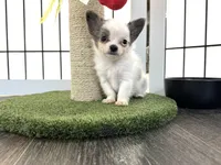 Bruno, a male Chihuahua for sale in Jemison, AL – 2 of 7