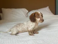Moss, a male Miniature Dachshund for sale in Jemison, AL – 2 of 6