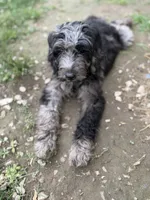 Apollo , a male Labradoodle for sale in Jemison, AL – 4 of 6