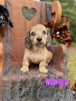 Winifred, a female Miniature Dachshund for sale in Jemison, AL – 1 of 4
