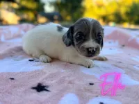 Ella, a female Miniature Dachshund for sale in Jemison, AL – 3 of 3