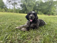 Apollo , a male Labradoodle for sale in Jemison, AL – 5 of 6