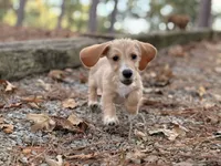 Margaret, a female Miniature Dachshund for sale in Jemison, AL – 5 of 7