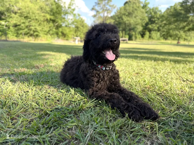 Archie  – Labradoodle puppy for sale in Jemison, AL