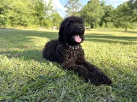 Archie , a male Labradoodle for sale in Jemison, AL – 1 of 6