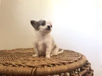 Bruno, a male Chihuahua for sale in Jemison, AL – 6 of 7