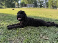 Archie , a male Labradoodle for sale in Jemison, AL – 4 of 6