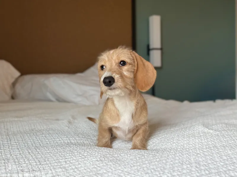 Margaret – Miniature Dachshund puppy for sale in Jemison, AL