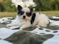 Flower , a female Chihuahua for sale in Jemison, AL – 4 of 4